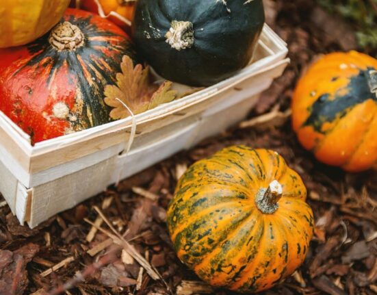 Potager en hiver dans le jardin