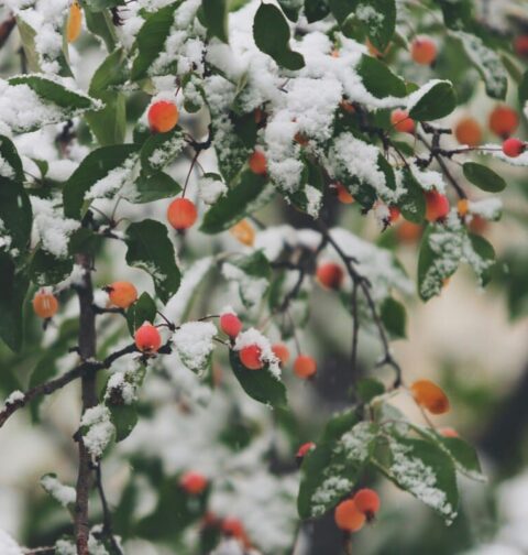 préparer son jardin pour l'hiver