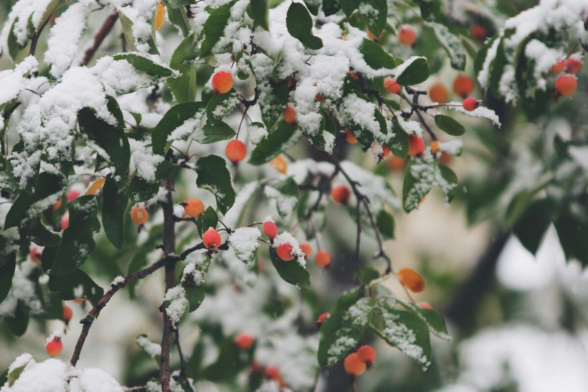 préparer son jardin pour l'hiver