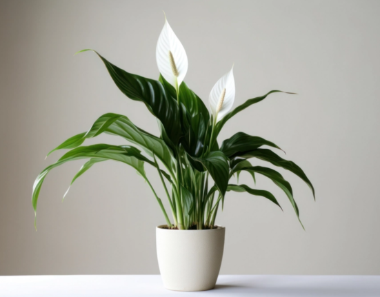 Spathiphyllum