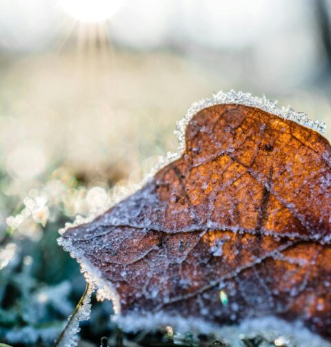 Faut-il tailler son jardin en hiver et comment