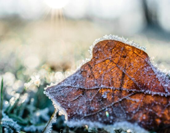 Faut-il tailler son jardin en hiver et comment