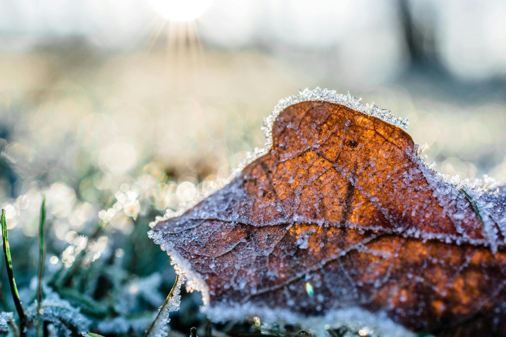 Faut-il tailler son jardin en hiver et comment